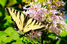DSC_5264-Butterflies-0003-2015-06-20T19_07_20.jpg