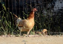 20th June 2015 009.JPG