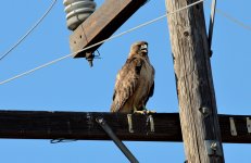 20th June 2015 012.JPG