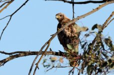 20th June 2015 013.JPG