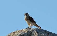 20th June 2015 022.JPG