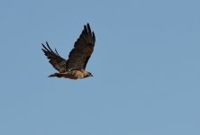 20th June 2015 030.JPG