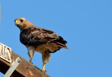 20th June 2015 034.JPG