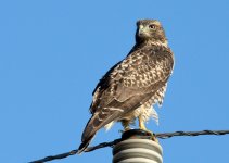 20th June 2015 041.JPG