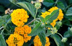 20th June 2015 047.JPG