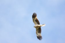 DSC_0228.jpg