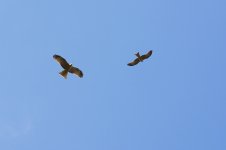 DSC_0232.jpg