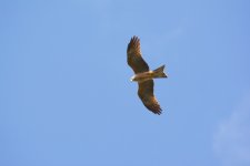 DSC_0235.jpg