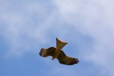 DSC_0241.jpg