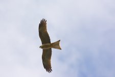 DSC_0245.jpg