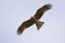 DSC_0262.jpg