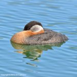 Grebe5.jpg