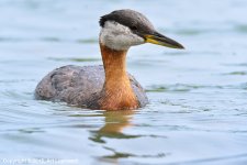 Grebe1.jpg