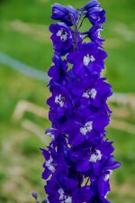 DSC_4675.jpg