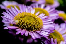 DSC_0417.jpg