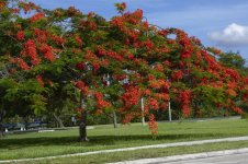 poinciana.jpg