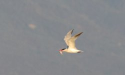 21st June 2015 018.JPG