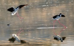 21st June 2015 025.JPG