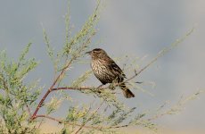 21st June 2015 043.JPG