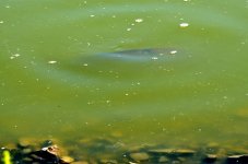 21st June 2015 090.JPG