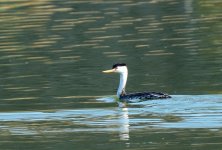 21st June 2015 155.JPG