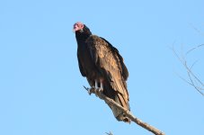 21st June 2015 181.JPG