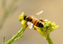 21st June 2015 221.JPG