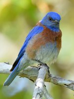 Bluebird.jpg