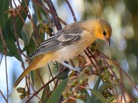 Oriole2.jpg