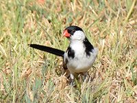 Whydah2.jpg