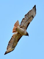 Hawk.jpg