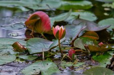 DSC_0297.jpg