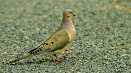 DSC_0242.jpg