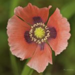 _AAA5352 - Version 2.jpg
