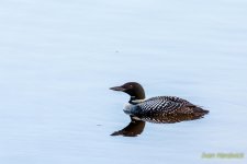 DSC_0799.jpg