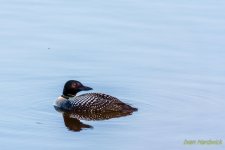 DSC_0806.jpg