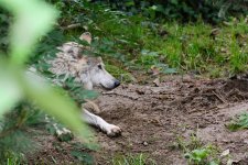 Cincinnati Zoo--7 (1000x667).jpg