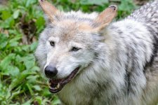 Cincinnati Zoo--10 (1000x667).jpg