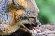 Cincinnati Zoo--6 (1000x667).jpg