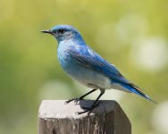 Bluebird-1.jpg