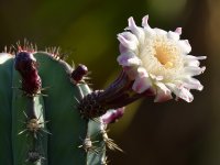 Cactus.jpg