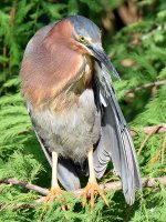 GreenHeron.jpg