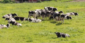 Cows-9291.jpg