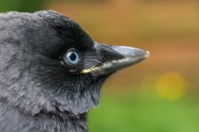 DSC_2949.jpg