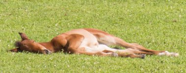 Horses-9303.jpg