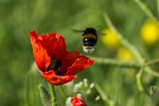 DSC_2775.jpg