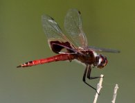 22nd June 2015 001.JPG