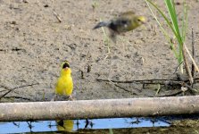 22nd June 2015 007.JPG