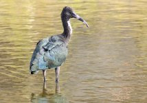 22nd June 2015 011.JPG