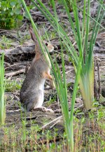 22nd June 2015 020.JPG